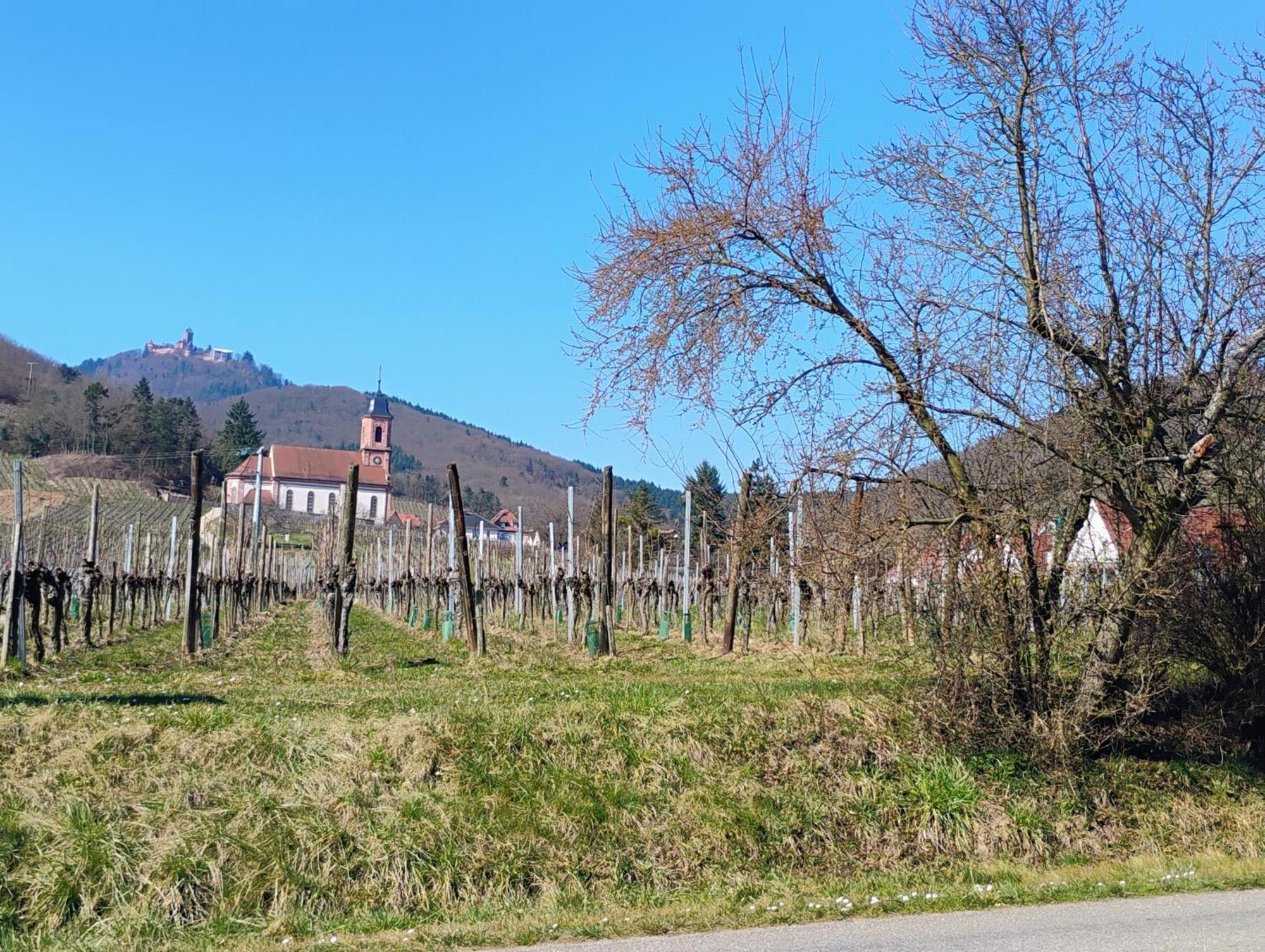 Gite Le Marronnier - Au Calme - Parking & Terrasse - Pres De Colmar Et Riquewihr - Route Des Vins Châtenois Extérieur photo